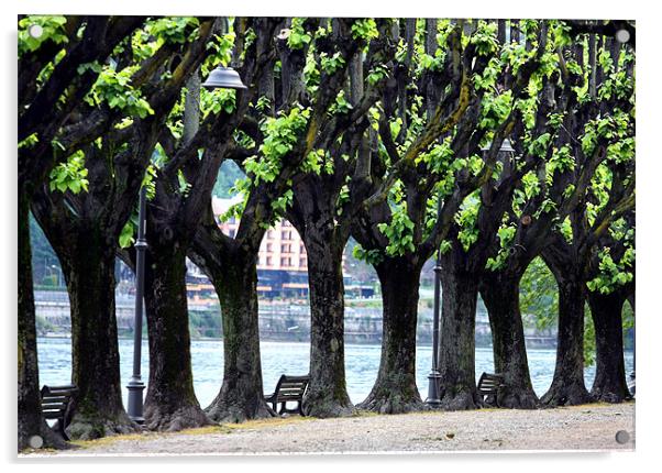 Line of trees at Lake Maggiore Acrylic by Tony Bates