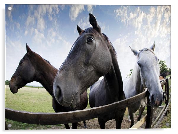 Race horses Acrylic by Tony Bates