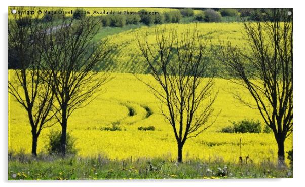 Yellow fields Acrylic by Marja Ozwell