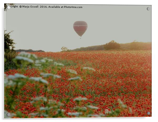 Poppies and balloons Acrylic by Marja Ozwell