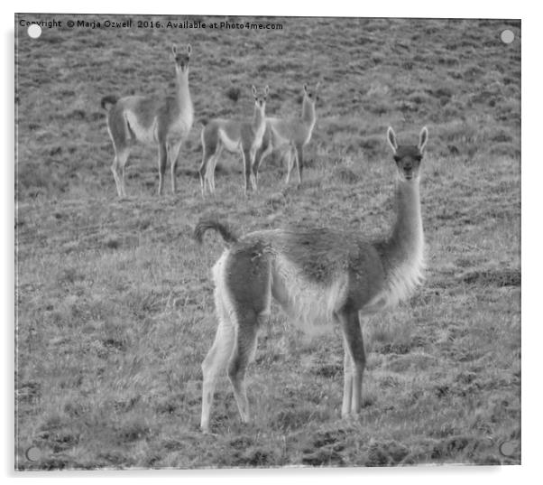 Vicuna family Acrylic by Marja Ozwell