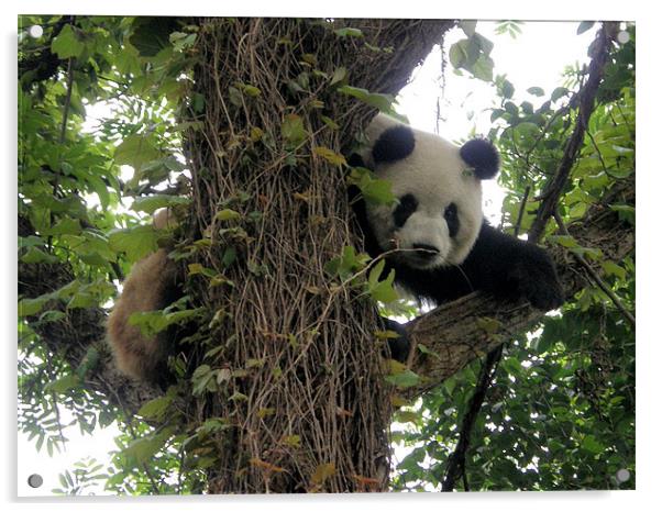 Panda on a tree Acrylic by Marja Ozwell