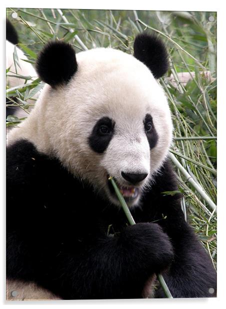 Panda snack break Acrylic by Marja Ozwell