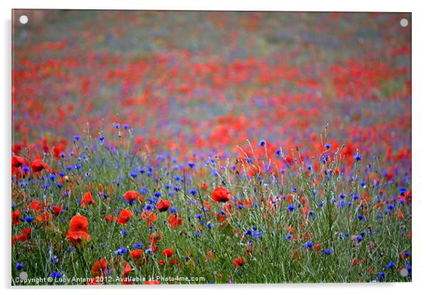 wildflower meadow 2 Acrylic by Lucy Antony