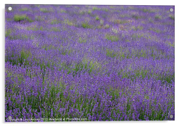 green & purple patterns Acrylic by Lucy Antony