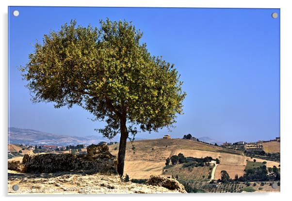 Olive tree, Sicily Acrylic by Lucy Antony