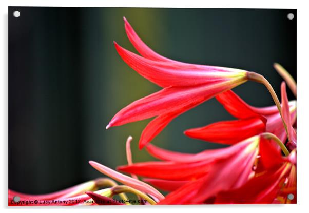 red fluted flower Acrylic by Lucy Antony