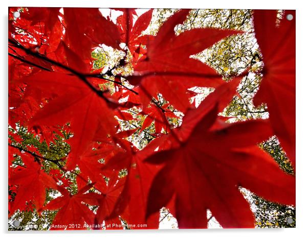 Autumn red Acrylic by Lucy Antony