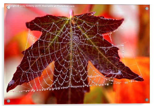  Square web Acrylic by Lucy Antony