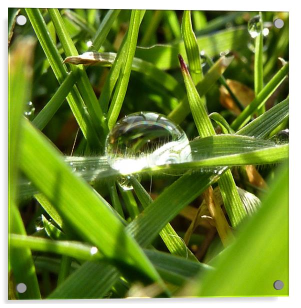 Dew on Grass II Acrylic by Lucy Antony