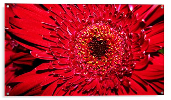 Red Gerbera close up Acrylic by Beth Powell
