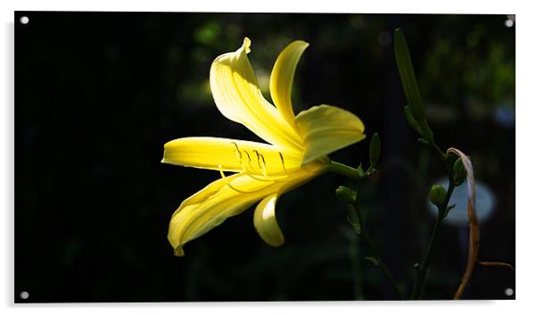 Yellow Lily Acrylic by Beth Powell