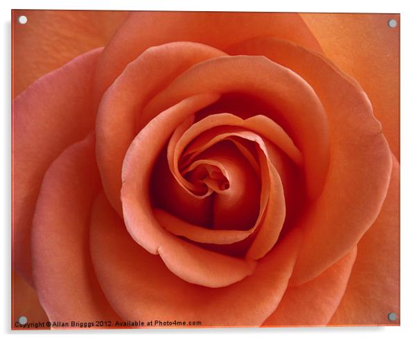Pink Rose Acrylic by Allan Briggs