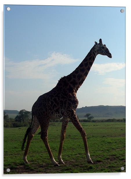 Giraffe in Kenya Acrylic by Madeline Harris