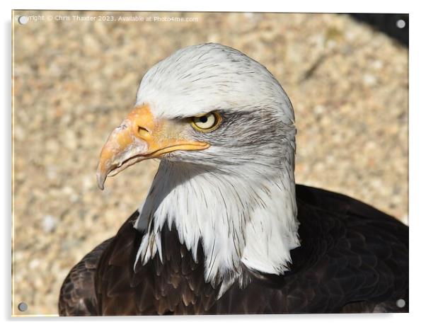 The stare of a Bald Eagle  Acrylic by Chris Thaxter