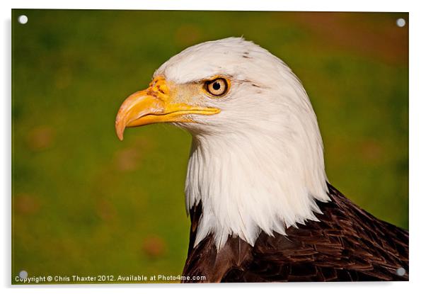 Bald Eagle 2 Acrylic by Chris Thaxter