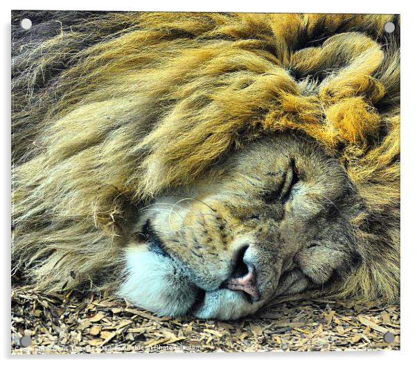 Sleeping Male Lion Acrylic by Chris Thaxter
