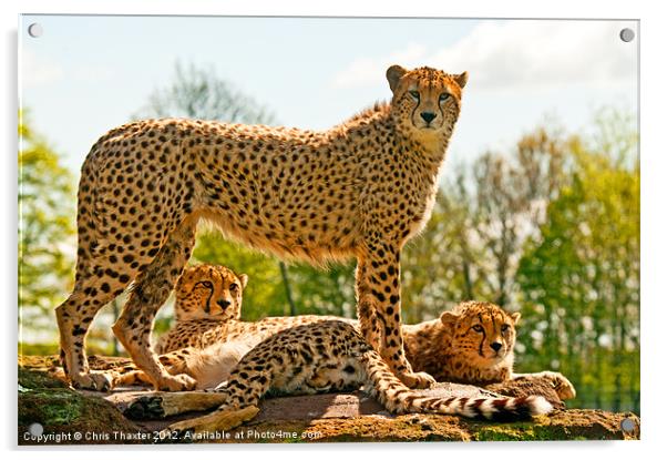 Cheetahs Three Acrylic by Chris Thaxter