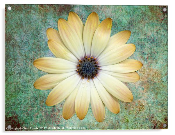 Cream Coloured Daisy Acrylic by Chris Thaxter