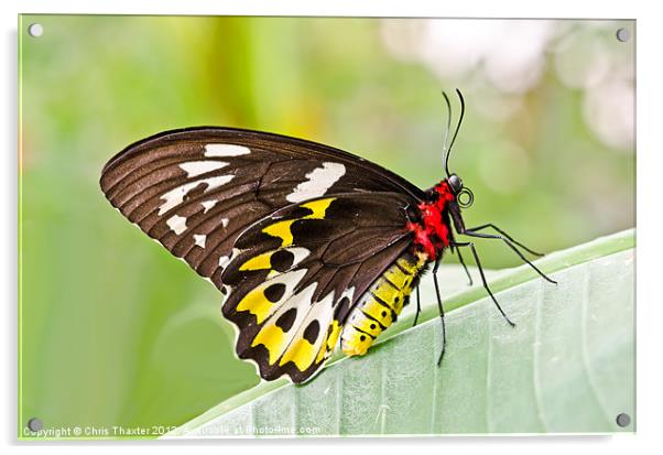 Female Cairns-Birdwing Butterfly Acrylic by Chris Thaxter