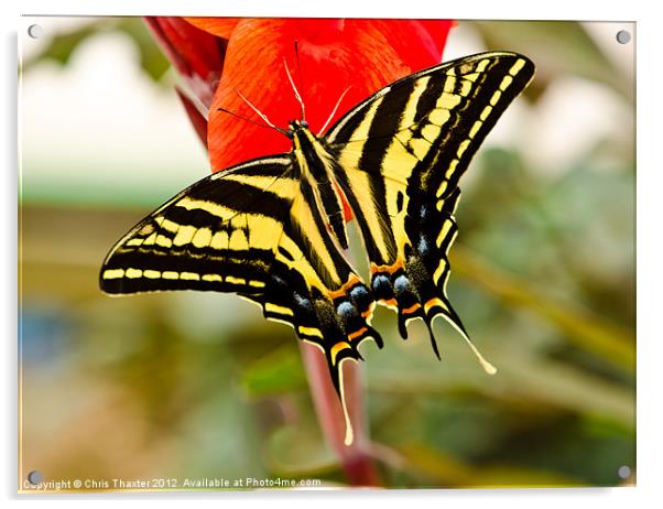 Swallowtail butterfly Acrylic by Chris Thaxter