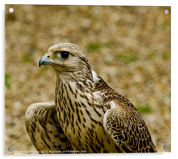 Common Female Kestrel Acrylic by Chris Thaxter