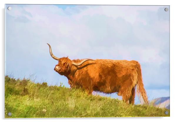 Highland Cow Watercolour Acrylic by Chris Thaxter