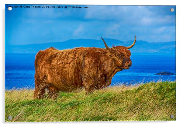 Highland Cow Acrylic by Chris Thaxter