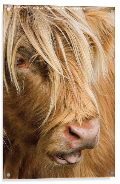  Highland Cow Portrait Acrylic by Chris Thaxter