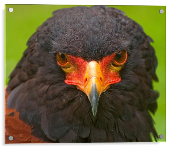 The Bateleur Acrylic by Chris Thaxter