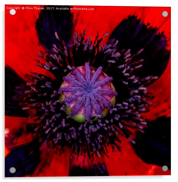 Poppy Heart 3 Acrylic by Chris Thaxter