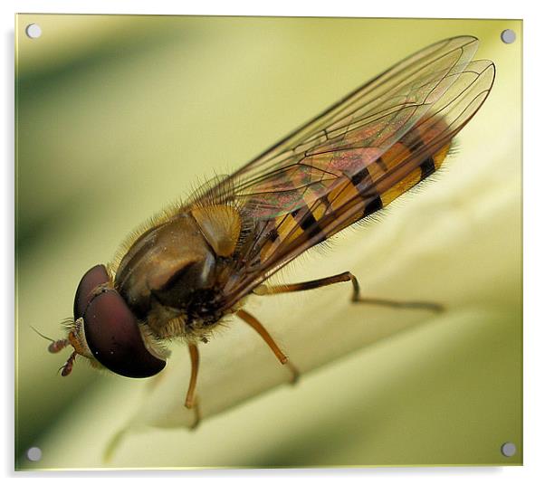 Hoverfly Macro Acrylic by Chris Thaxter
