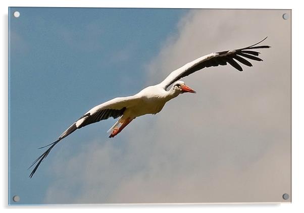 European Stork in flight Acrylic by Chris Thaxter