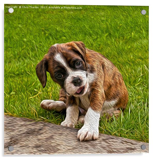 Boxer Puppy Acrylic by Chris Thaxter