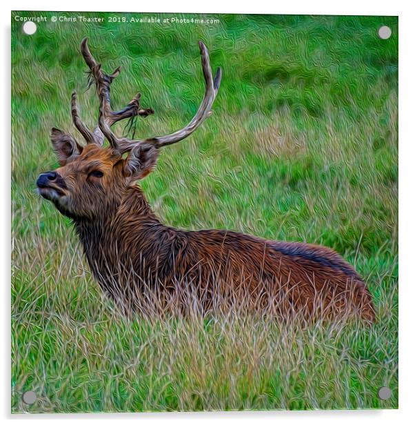 Majestic Red Deer Stag Resting in the Wild Acrylic by Chris Thaxter