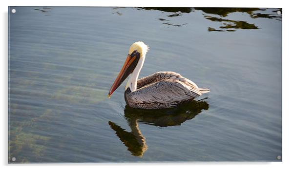 Majestic Pelican Reflection Acrylic by Chris Thaxter