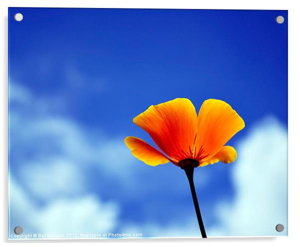 Poppy California Dreaming Acrylic by Bel Menpes