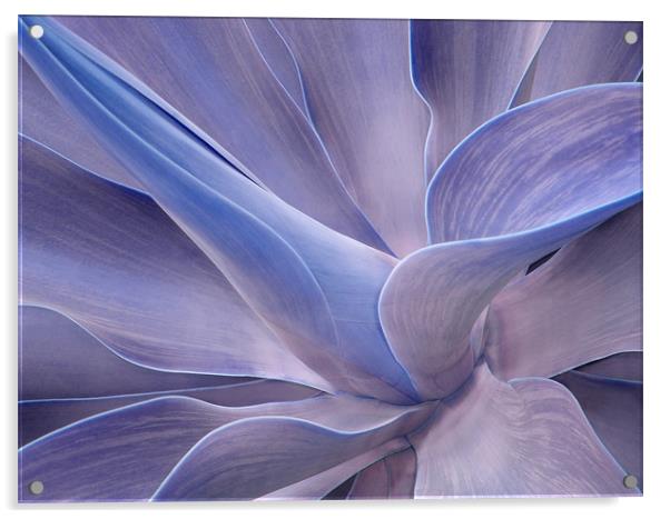 Agave in Shades of Lilac Acrylic by Bel Menpes