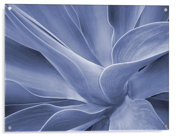 Agave in Blue Acrylic by Bel Menpes