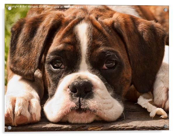 Alfie II Boxer Puppy Dog Acrylic by Bel Menpes