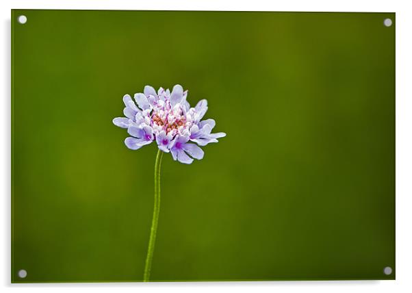 Pincushion Flower Acrylic by Bel Menpes