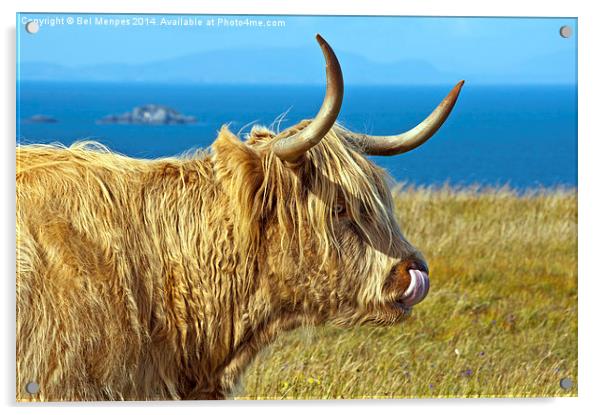 Highland Beauty Highland Cow Acrylic by Bel Menpes