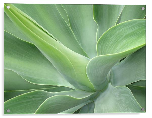 Agave Attenuata Acrylic by Bel Menpes