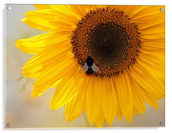The Bee And The Sunflower Acrylic by Bel Menpes