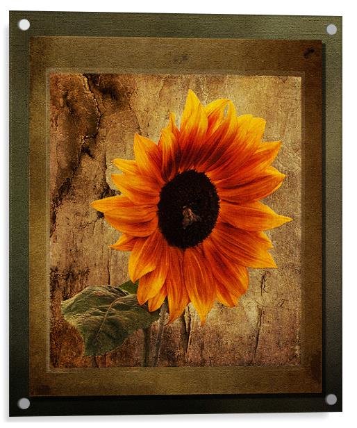 Sunflower Framed Acrylic by Bel Menpes