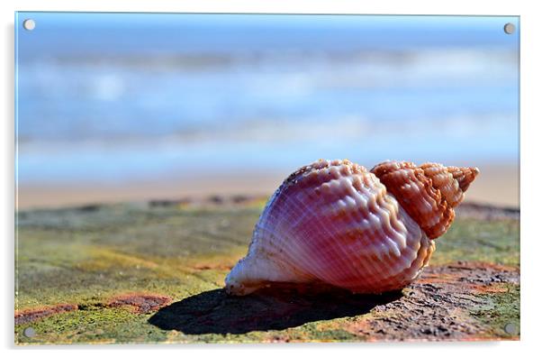 Seaside Sea shell Acrylic by Bel Menpes