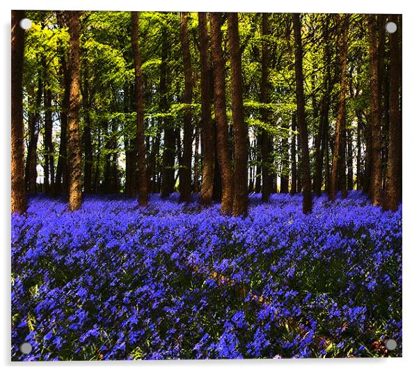 Bluebells in Bloom Acrylic by Elaine Young