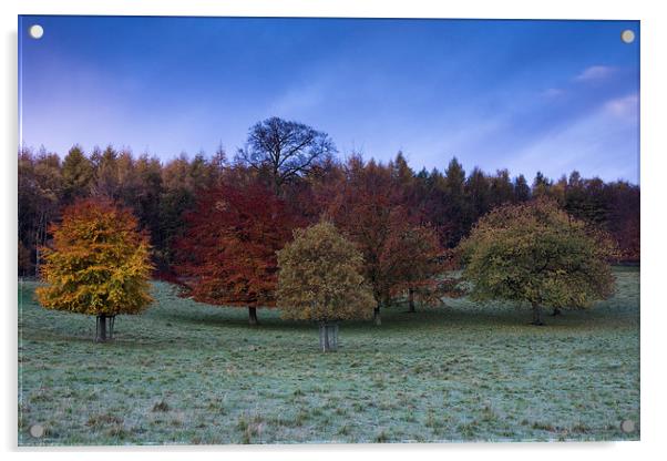  Chatsworth Houser Autumn Trees Acrylic by James Grant