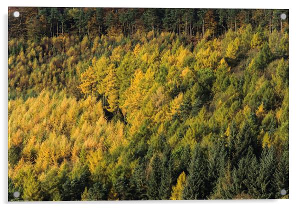  Autumn Larches Acrylic by James Grant