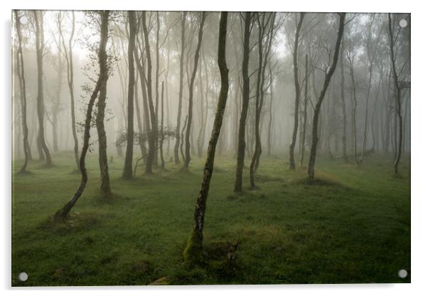 Bolehill Woods in the Fog  Acrylic by James Grant